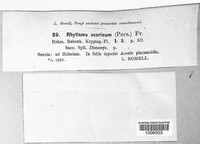 Rhytisma acerinum image